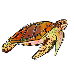 water turtle illustration