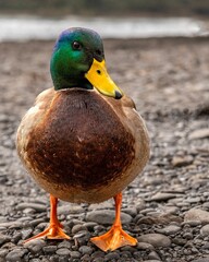 Vertical shot of a mallard duck on a rocky ground