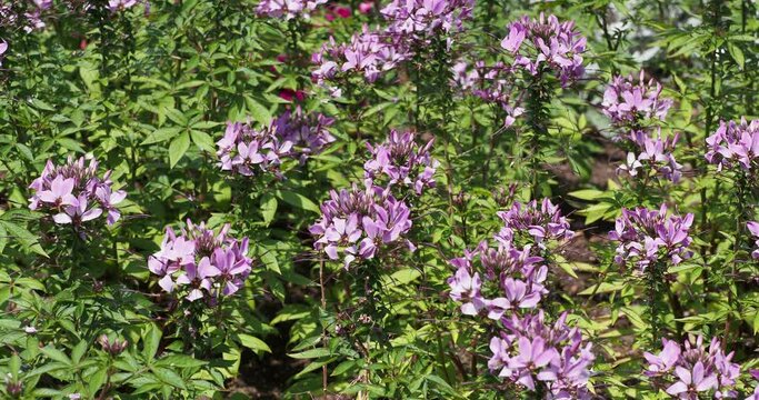 Spider flowers or grandfather's whiskers (Cleome spinosa or houtteana). Charming pink airy flowers and green pinnate leaves on slightly thorny stems swaying lightly in the wind

