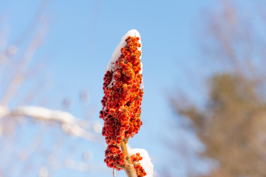 Staghorn sumac, known as Rhus typhina at winter. Shrub or small tree native to eastern North America, found in Morningside Park at snowy winter during hiking.