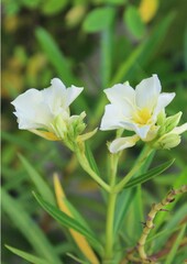 Vertical closeup of delicate white Oleander, nerium flowers