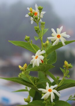 Vertical closeup of night-flowering jasmine, parijat leaves and flowers captured in a garden