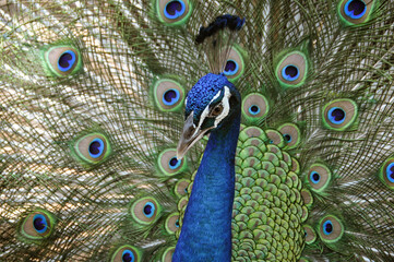 Obraz premium Close up of a male peacock