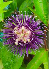 Vertical closeup of a purple passionflower, Passiflora incarnata with crimped petals from top view