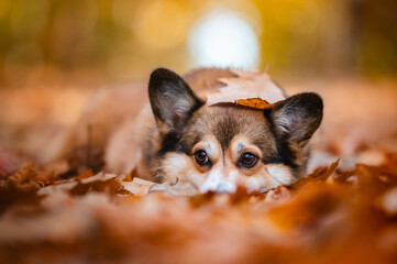 Corgi dog head portrait in a forest with autumn leaves around