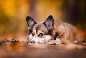 Naklejka na ściany i meble Corgi dog head portrait in a forest with autumn leaves around