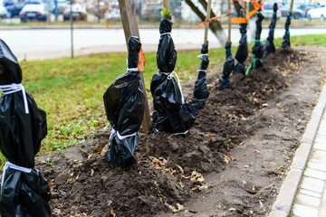 Ornamental plants are sheltered from the cold with black bags