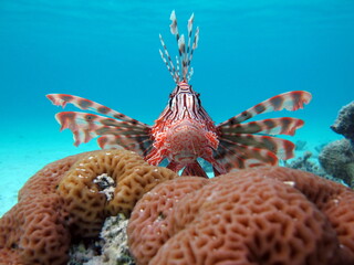 Lion Fish in the Red Sea.

Lion Fish in the Red Sea in clear blue water hunting for food .
