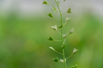 Heart shaped green leaves of the SHeart shaped green leaves of the plant in the nature or in the garden. Slovakiahepherd's Purse plant in the nature or in the garden. Slovakia....