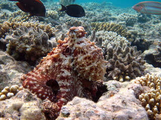Big Blue Octopus (Octopus cyanea)
Octopus. Big Blue Octopus on the Red Sea Reefs.
The cyanea octopus, also known as the Big Blue Octopus or Day Octopus.

