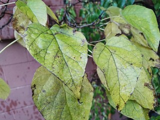 Fototapeta premium green leaves on a rainy autumn day