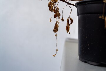 Dry dead plant in the pot on the window sill. Slovakia