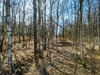 Beautiful view into a green forest with sunlight casting deep shadow..