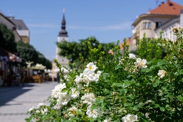 Colorful meadow flowers in grass in nature or in the garden. Slovakia