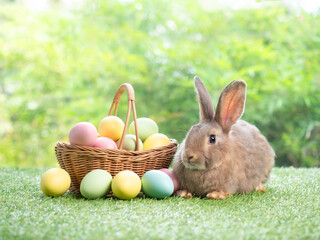 Brown cute rabbit sitting on grass with easter eggs in basket and green nature background.