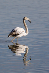Fantástico flamenco comiendo en las aguas salobres.