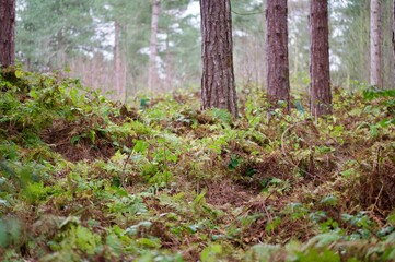 Green grass and other plants grown in the forest