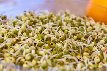 Mungo bean sprouts in the bowl in the kitchen - detail. Slovakia