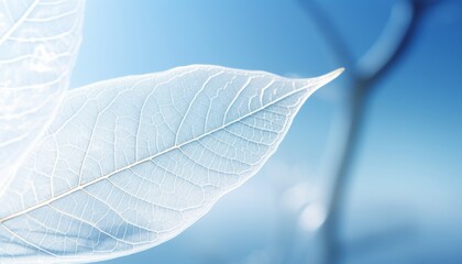Botanical elegance delicate white leaf on light blue background with enchanting bokeh