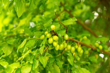 Green cherries on the tree during early summer or late spring. Slovakia
