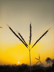 Vertical shot of a plant in a field against a yellow sky during the sunset