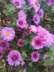 pink and purple flowers