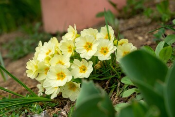 Spring flowering. Cowslip flowers in the grass and garden. Slovakia	