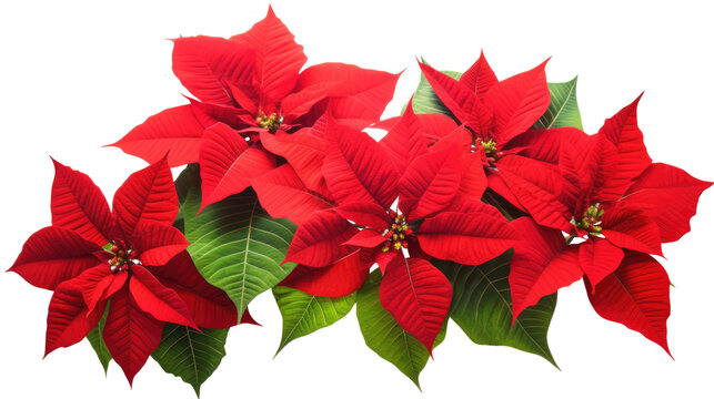 PNG Christmas flower red poinsettia isolated