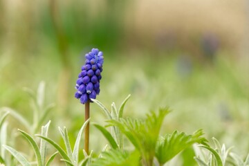 Blue Muscari flower in the garden during spring. Slovakia