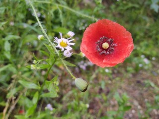 Red poppy in the grass on the meadow in nature. Slovakia