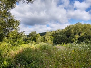 Obraz premium Red poppy in the grass on the meadow in nature. Slovakia