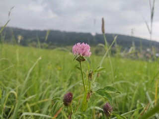 Spring flowering. Clover flowers in the grass and garden. Slovakia	