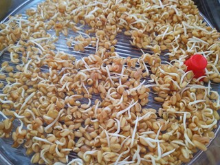 Mungo bean sprouts in the bowl in the kitchen - detail. Slovakia
