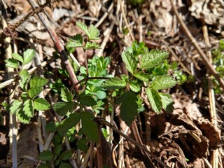 Beautiful green Aegopodium plant - ground elder in the forest in nature. Slovakia