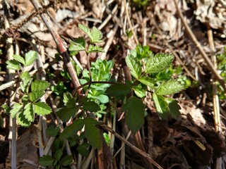 Beautiful green Aegopodium plant - ground elder in the forest in nature. Slovakia