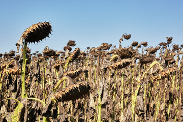 Ripe sunflowers grow in the field