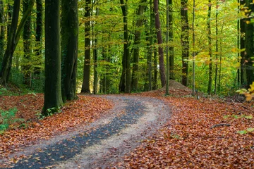 Abwaschbare Fototapete Straße im Wald footpath in forest