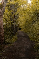 Vertical shot of a trail in a green forest on a rainy day