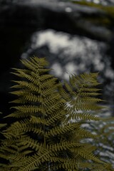 Vertical shot of a fern plant in the forest on the blurry background of a river