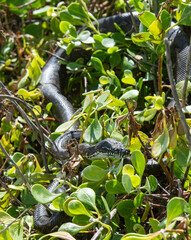 Coastal carpet python snake on the north coast of New South Wales.