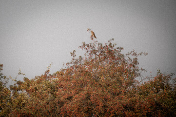 Majestic Falcon Perched in a Tree
