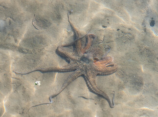 Octopus on the sand flats at Urunga, New South Wales.
