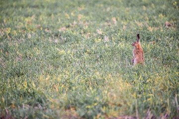 Majestic Hare in the Field