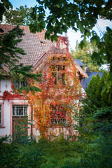 Ivy growing on house exterior during autumn seen through green branches