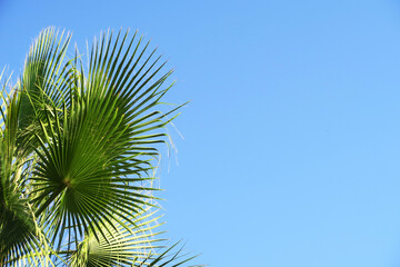 frame for decoration with palm and coconut leaves