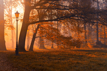 Krajobraz jesienny w parku i poranna mgła, Polska