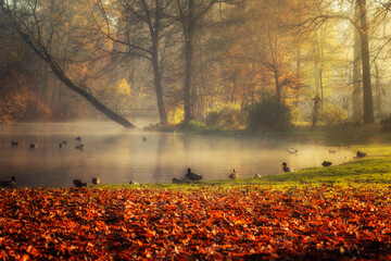 Krajobraz jesienny w parku i poranna mgła, Polska - obrazy, fototapety, plakaty