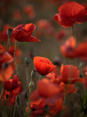 glowing poppies