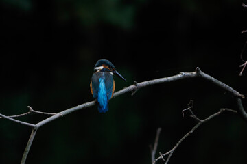 kingfisher on branch