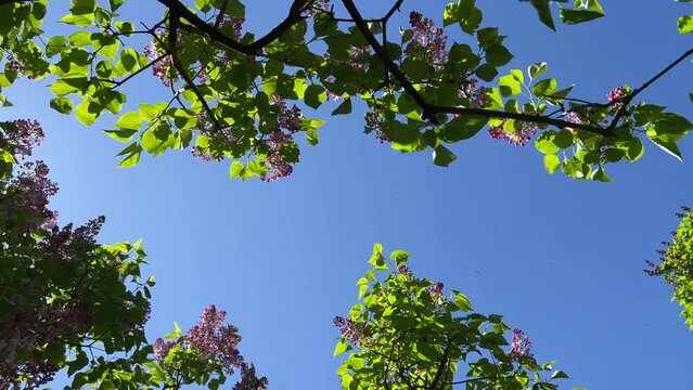 Lilac flowers and green leaves against blue sky